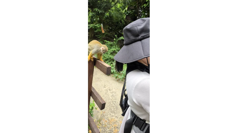 長崎バイオパークで来園者のすぐ近くまで来たリスザル